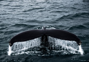 whale